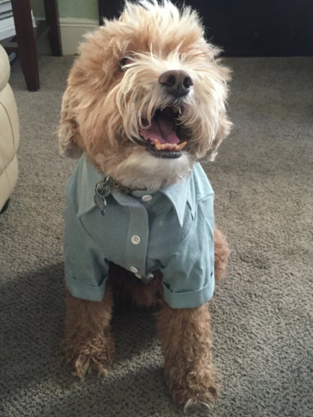 Chambray Dog Shirt